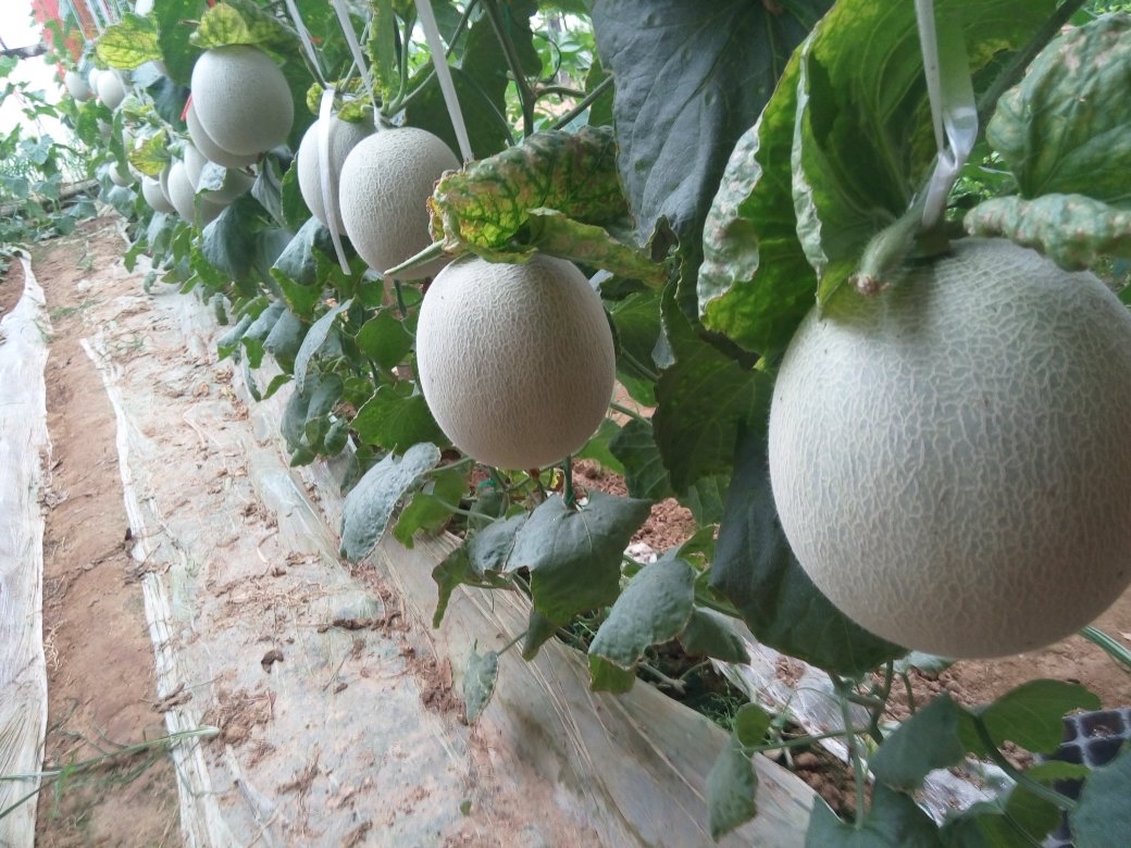 哈密瓜种植园中果实逐渐形成网纹的过程