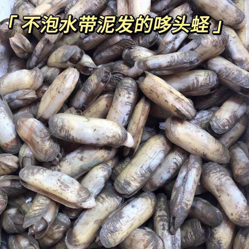 海蛏指甲螺新鲜无沙，肉肥.批发价