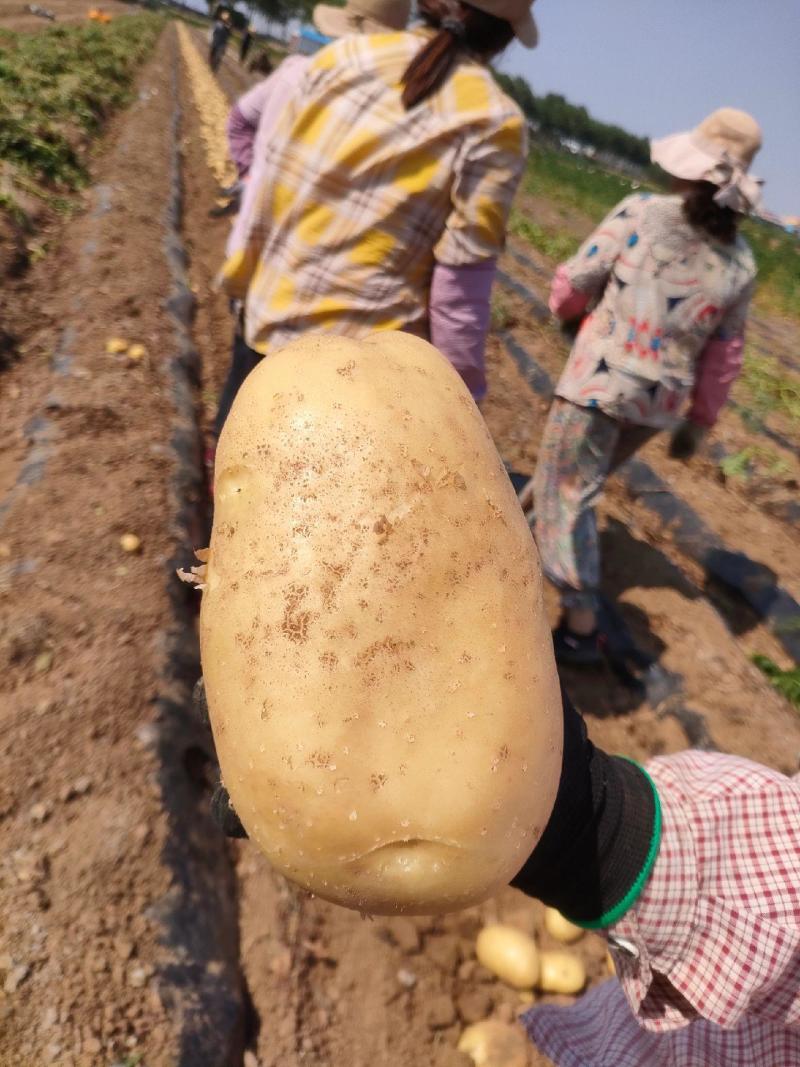 新鲜土豆改良沃土5号渭北黄土高原新鲜土豆