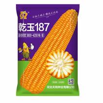 乾玉187玉米种子货源充足量大从优质量保证