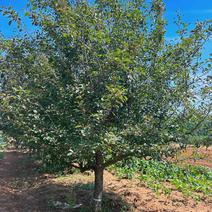 苹果树，果树，5-30公分规格齐全，产地直供
