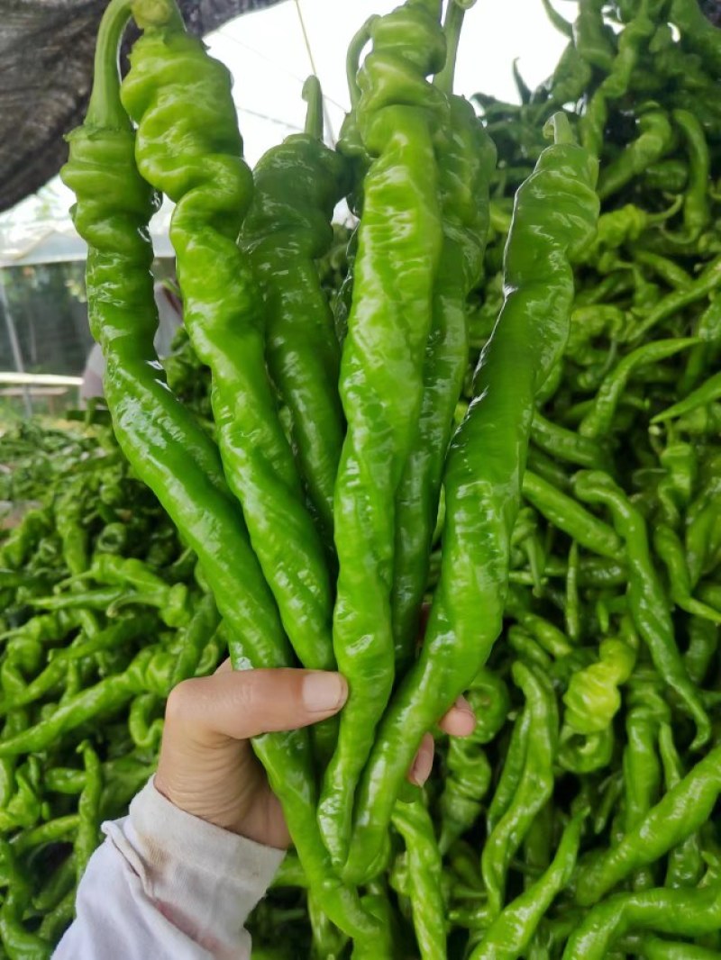 陇椒苗大果陇椒苗皮薄早熟果长35-38厘米辣味浓