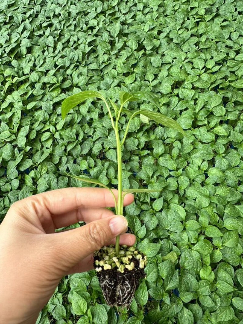 陇椒苗大果陇椒苗皮薄早熟果长35-38厘米辣味浓
