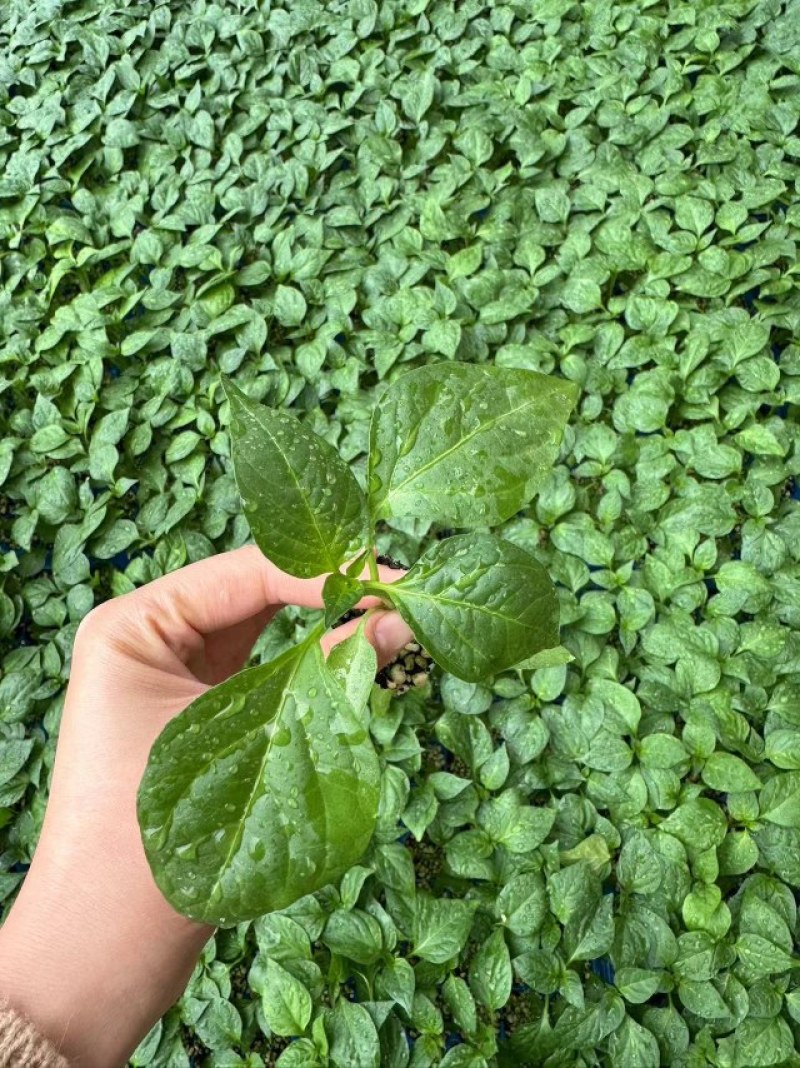 陇椒苗大果陇椒苗皮薄早熟果长35-38厘米辣味浓