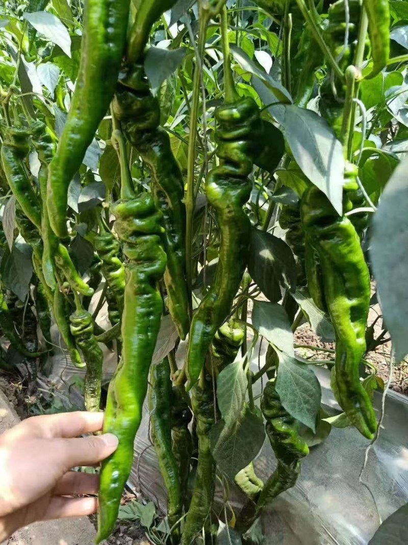 陇椒苗大果陇椒苗皮薄早熟果长35-38厘米辣味浓