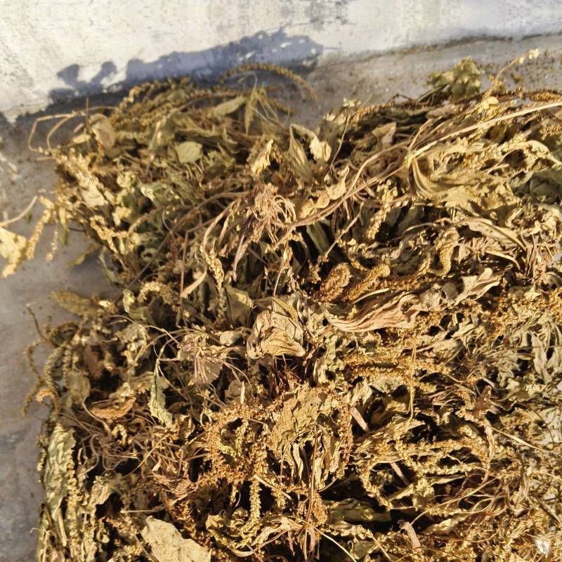 车前草