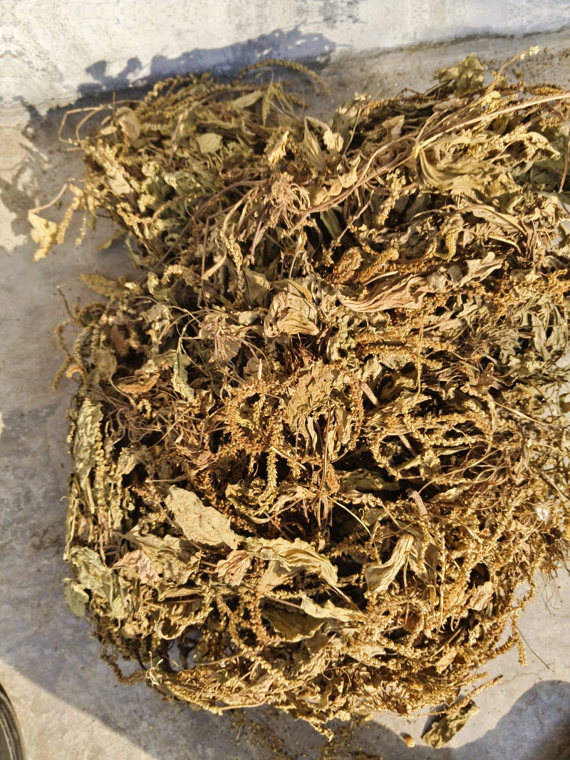 车前草