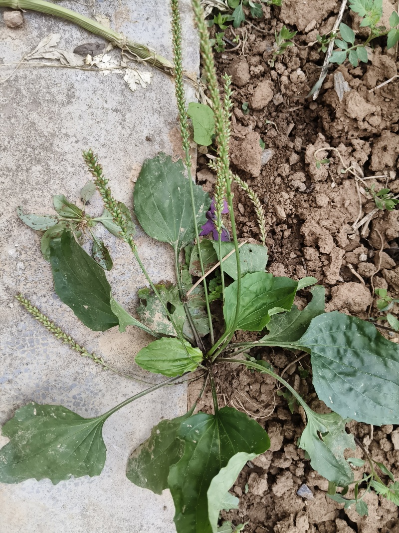 车前草