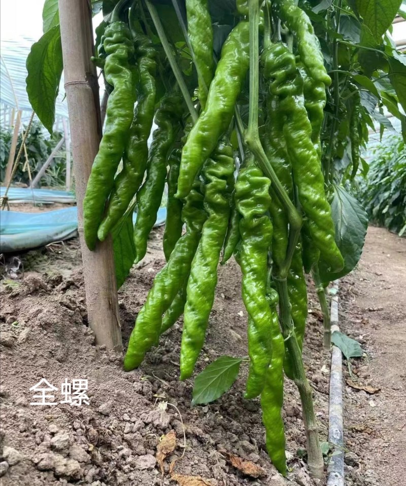 陇椒苗大果陇椒苗皮薄早熟果长35-38厘米辣味浓