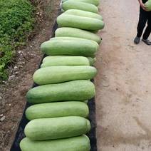 福建绿皮冬瓜大量上市，条形好，个头大，0.6元一斤