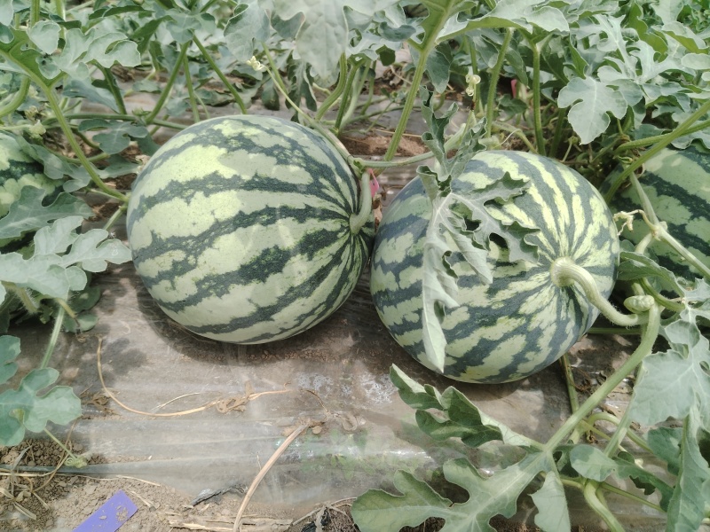 西瓜量大从优一件代发