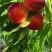 大量油桃，毛桃上市，品种繁多。