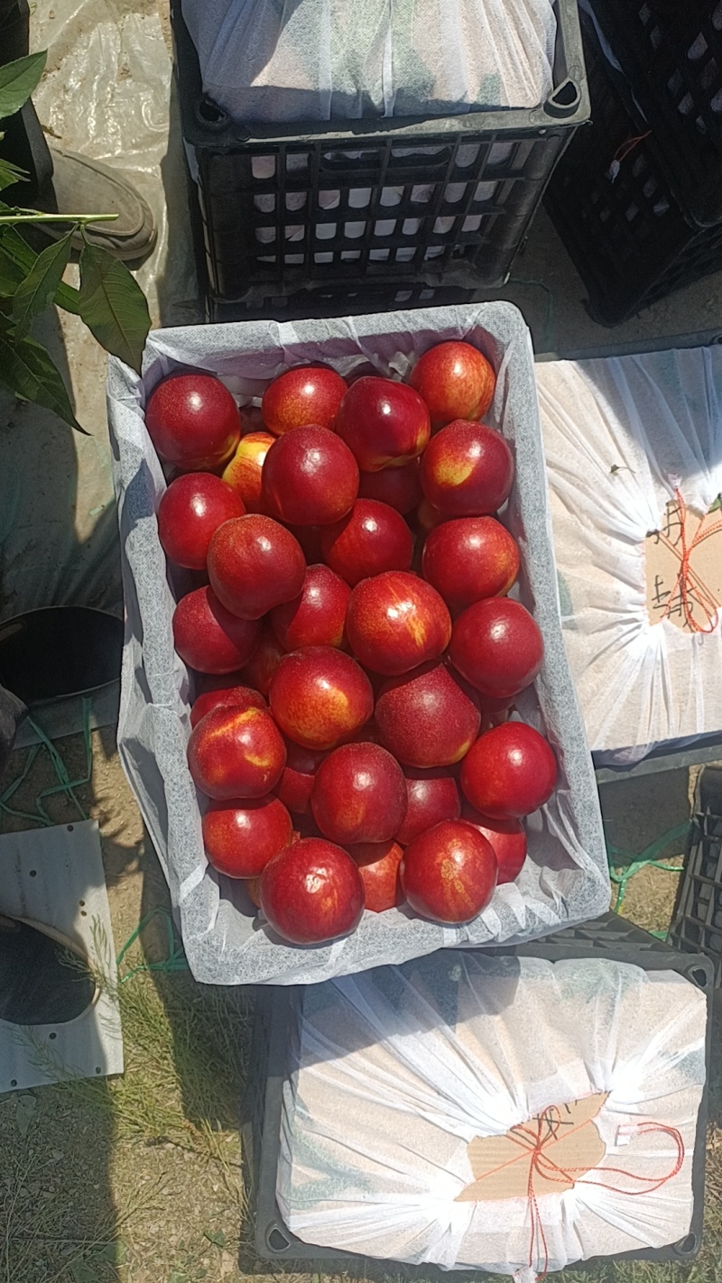 优质中油4号油桃现货