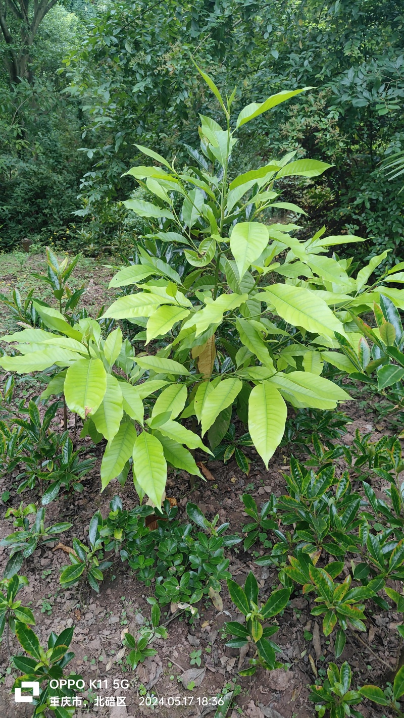 黄桷兰