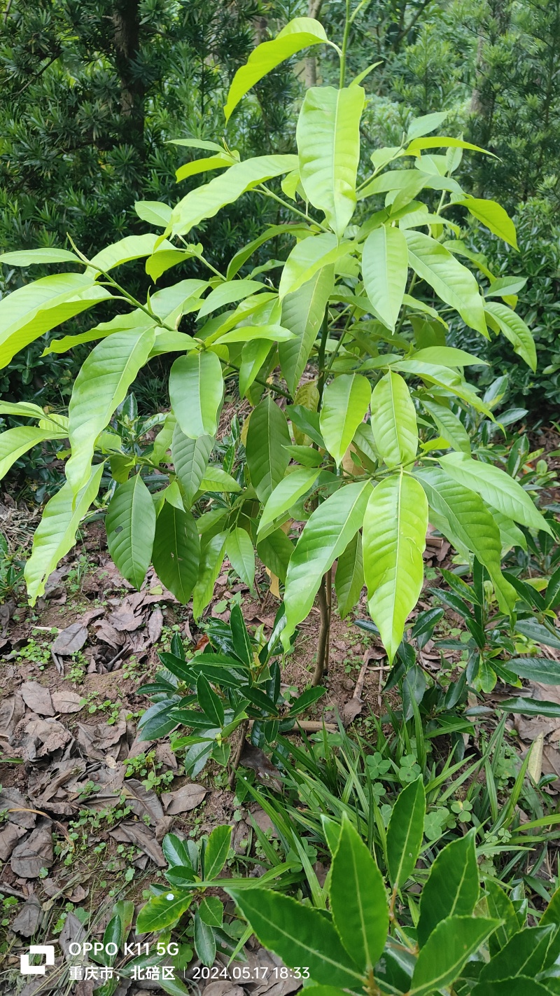 黄桷兰