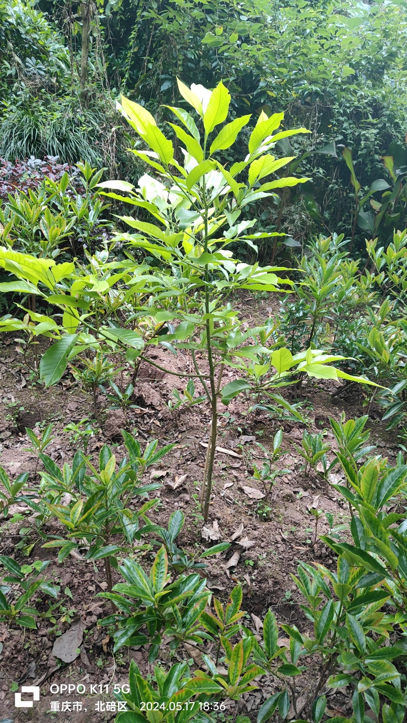 黄桷兰