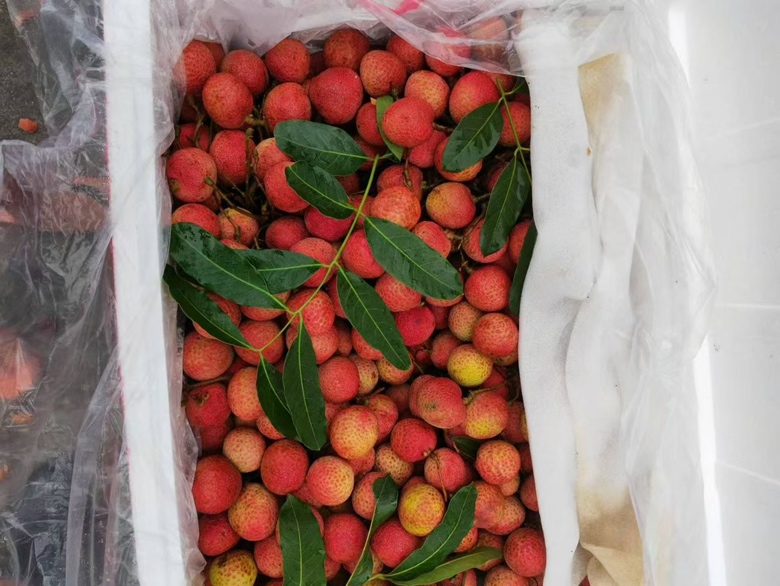 六月红荔枝成熟果实特写