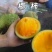 椰柿苗又叫椰蜜苗，营养杯苗带土带叶发货的