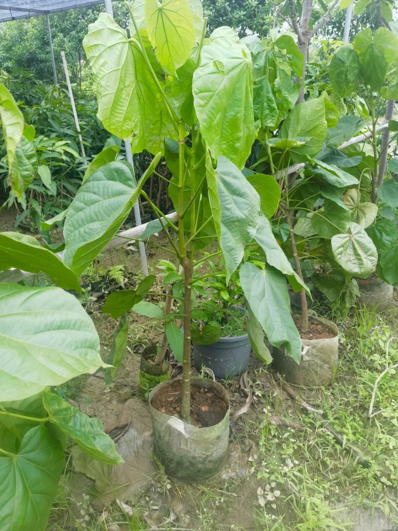 椰柿苗又叫椰蜜苗，营养杯苗带土带叶发货的