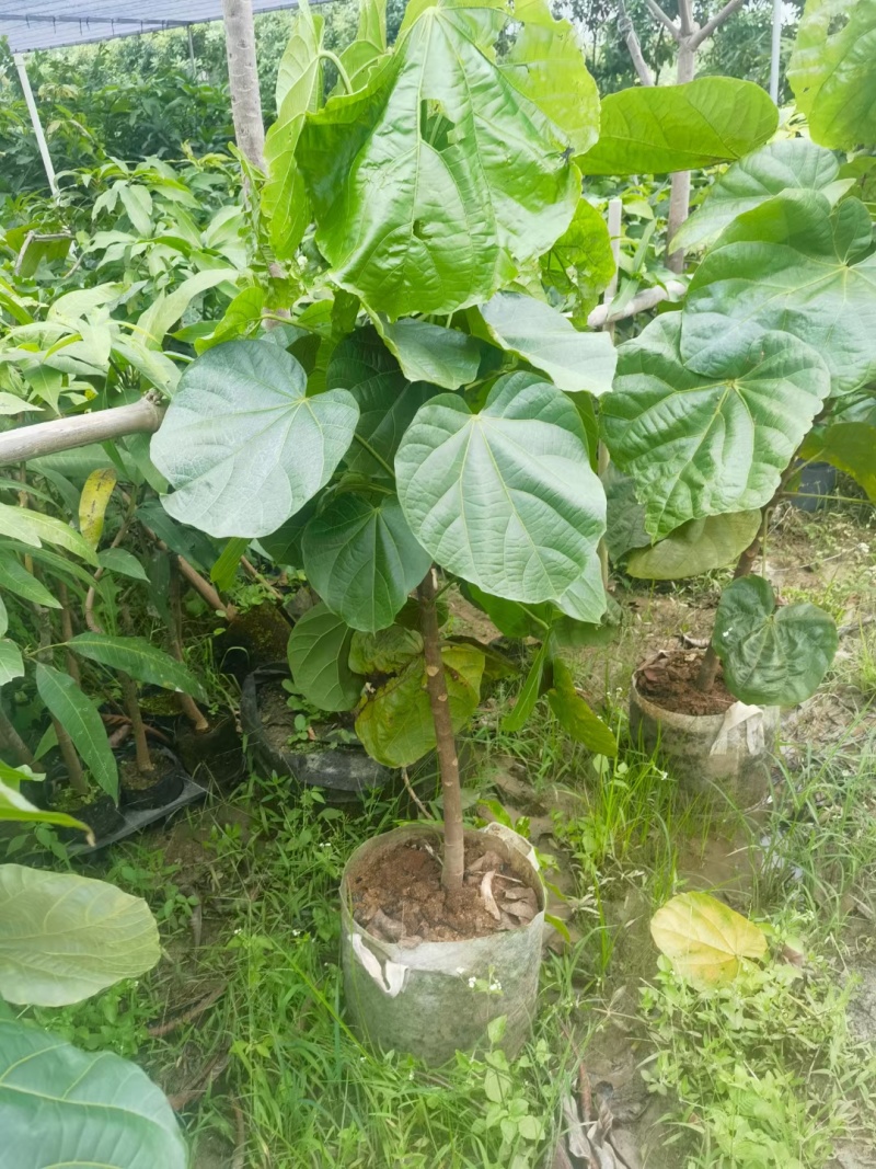 椰柿苗又叫椰蜜苗，营养杯苗带土带叶发货的