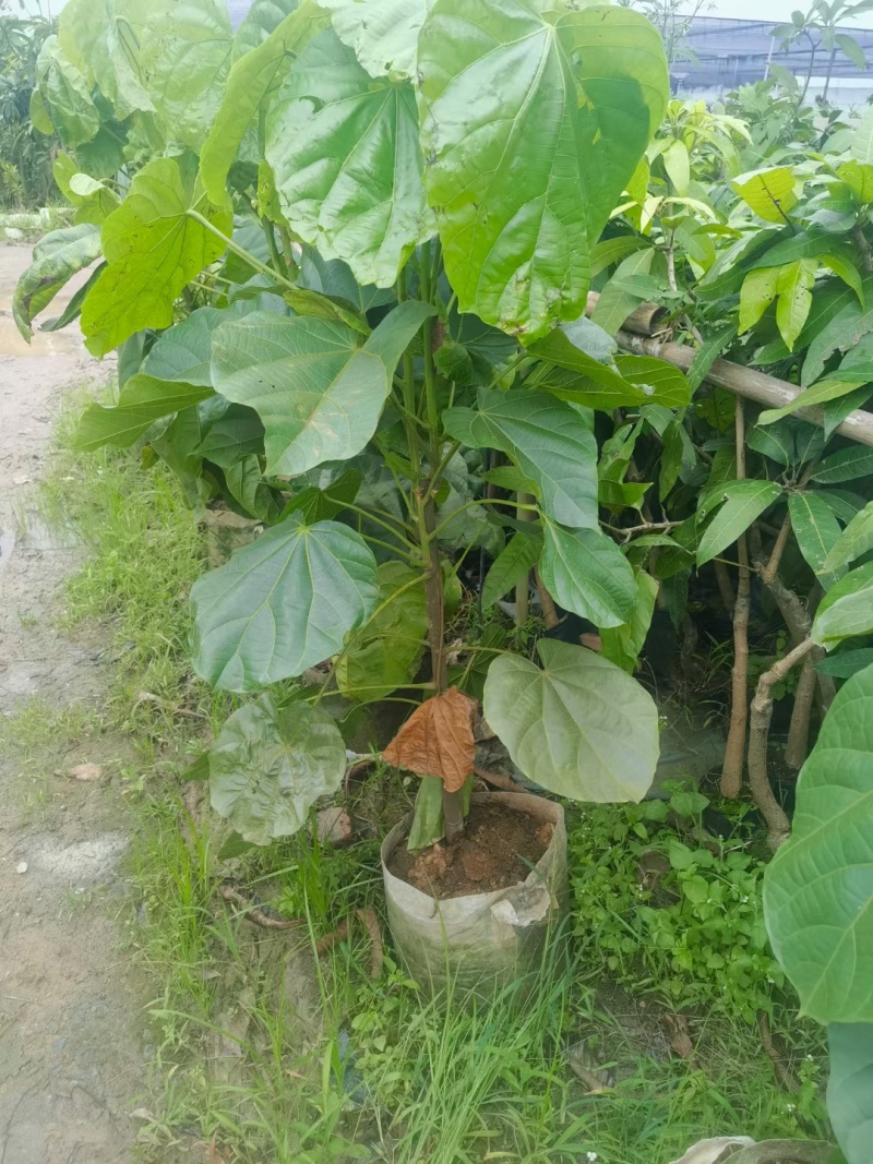 椰柿苗又叫椰蜜苗，营养杯苗带土带叶发货的