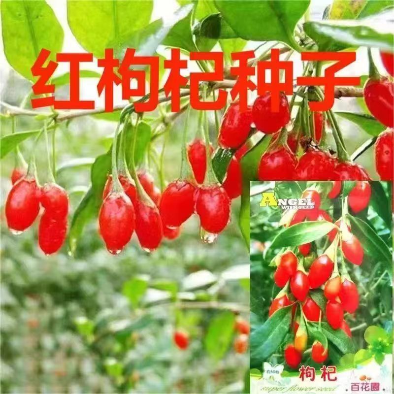 养生红枸杞种子四季播枸杞种子阳台盆栽菜园农家田园药材种子