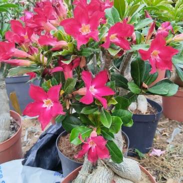 沙漠玫瑰苗圃直供基地现货四季开花耐寒好养活
