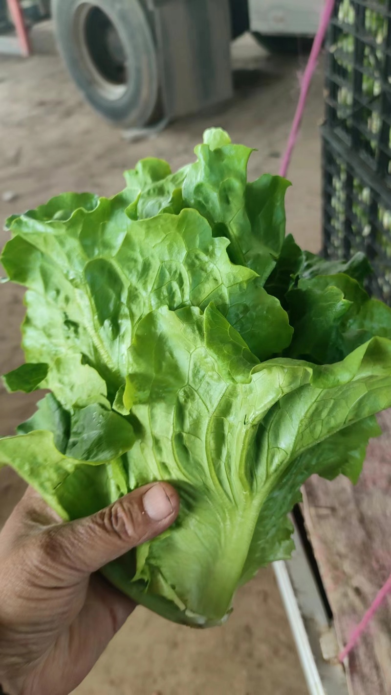 意大利生菜叶片儿好，叶片儿绿。口感鲜美，现摘现发欢迎选购