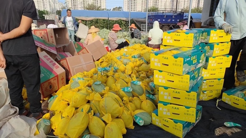 【实力】海南哈密瓜品质保证诚信经营欢迎联系接商超市场电商