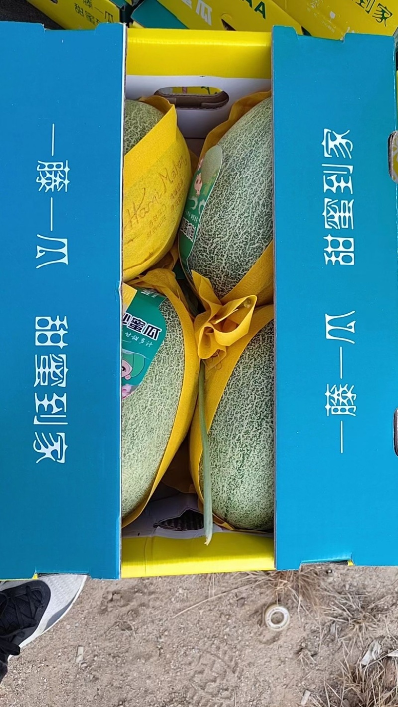 【实力】海南哈密瓜品质保证诚信经营欢迎联系接商超市场电商
