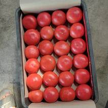 河南西红柿平顶山硬粉西红柿硬度好耐运输大小都有满意为止
