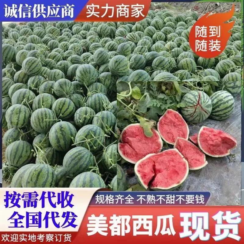 [美都西瓜批发]江苏宿迁沭阳县西瓜 0.90元/斤江苏沐阳，美都 _ 一亩田