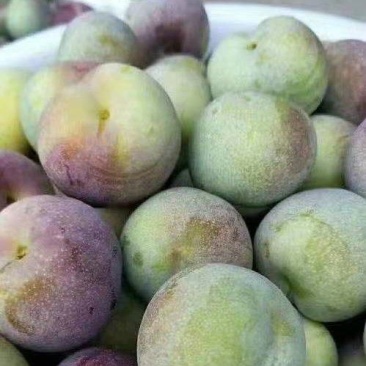龙泉驿青红脆李基地大量种植量大质优价格优惠