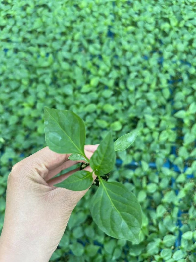 陇椒苗育陇椒嫁接苗大果陇椒苗提供种植管理指导