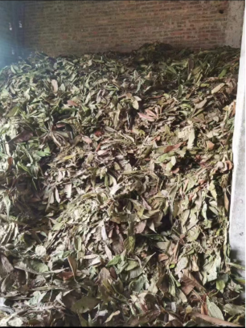 枇杷叶批发干货常年供应可视频看货欢迎咨询