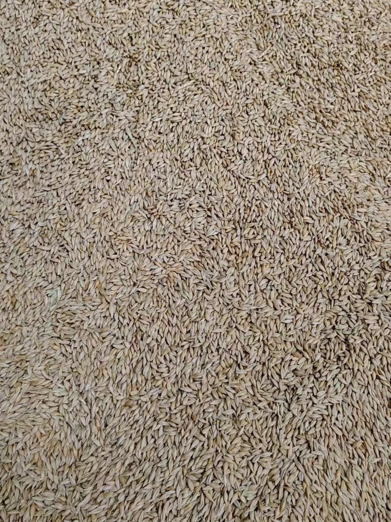 优质抛光精品\饲料大麦