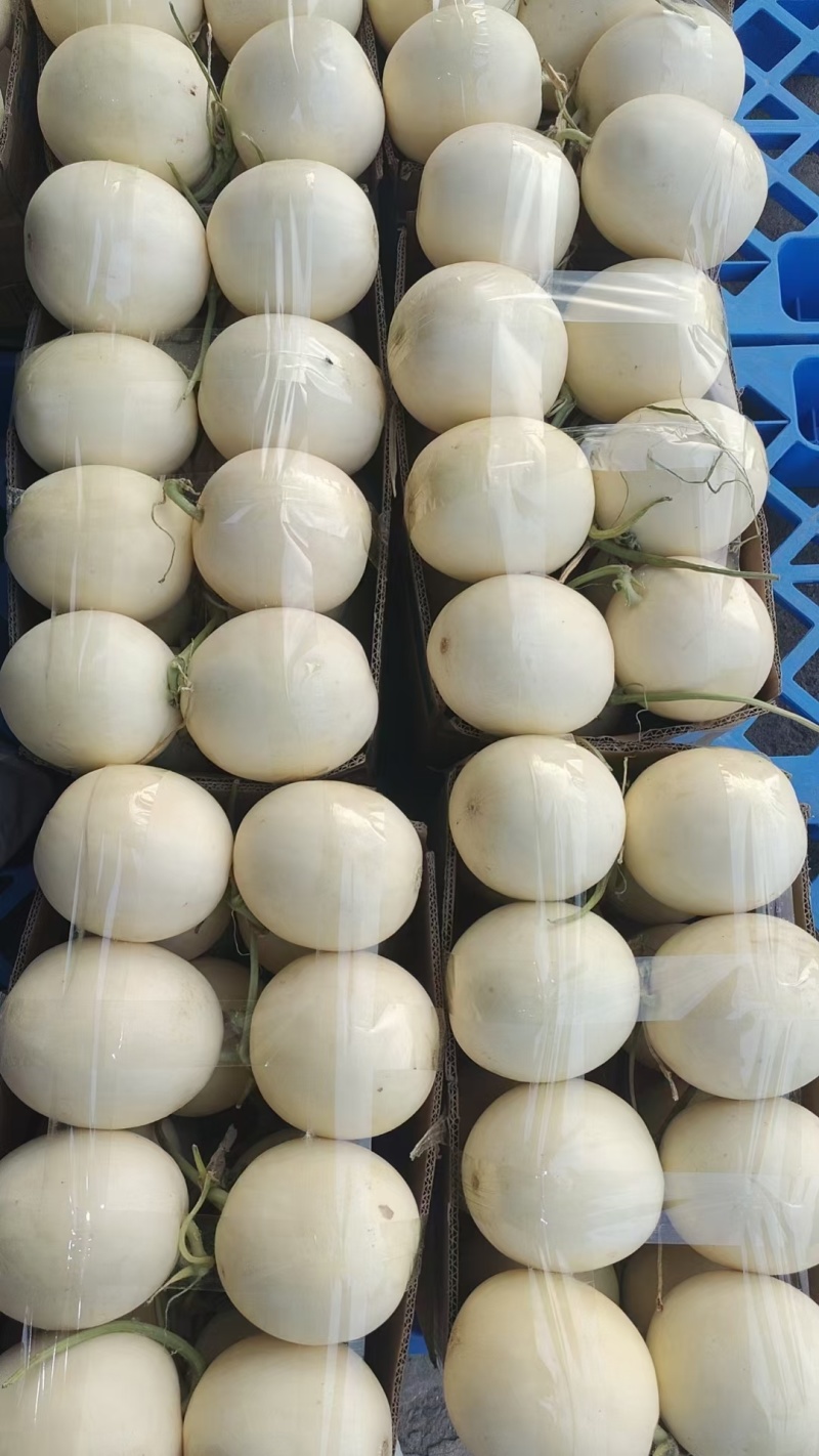 上蔡县精品头茬红玉！甜红玉大量上市中！个头圆润！口感正！