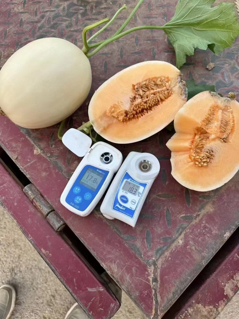 上蔡县精品头茬红玉！甜红玉大量上市中！个头圆润！口感正！