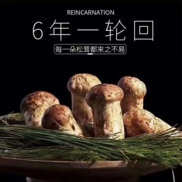 松茸，应季鲜货，香格里拉特产锁鲜装发货，可以批发可以零售