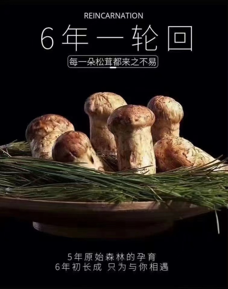 松茸，应季鲜货，香格里拉特产锁鲜装发货，可以批发可以零售