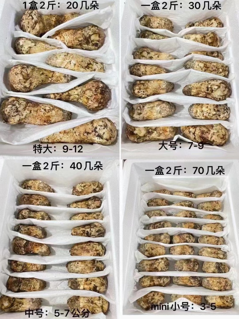 松茸，应季鲜货，香格里拉特产锁鲜装发货，可以批发可以零售