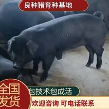 苏泰母猪北京黑猪国寿黑猪太湖二代