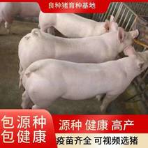 二元母猪代孕母猪200斤母猪死亡包赔