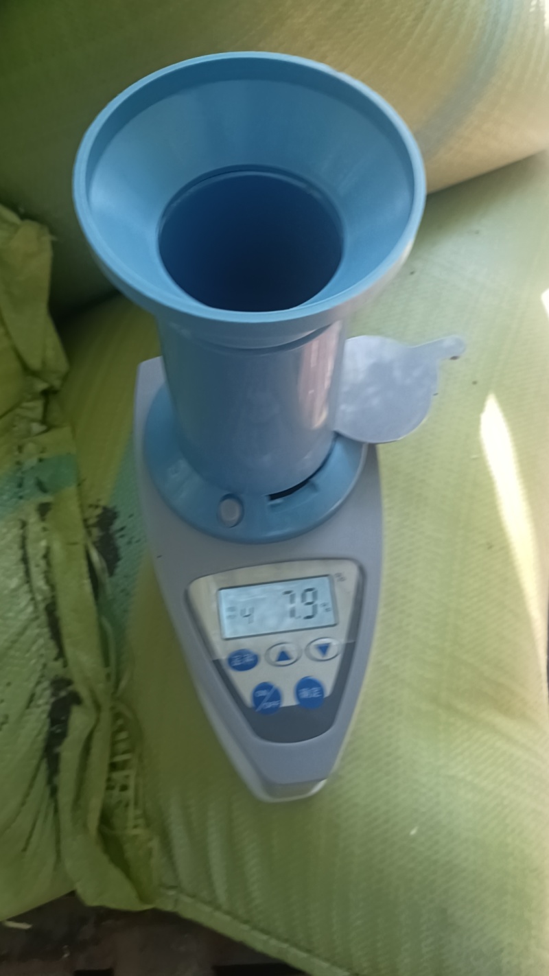 油菜籽颗粒饱满干净过风过筛净粮