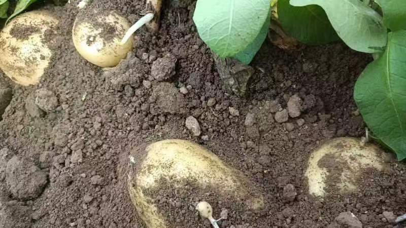 北方土豆种植季节示意图