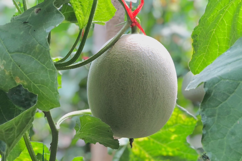 展示一个成熟网纹瓜的外观,清晰可见的网状纹路与绿色果皮 网纹瓜特写