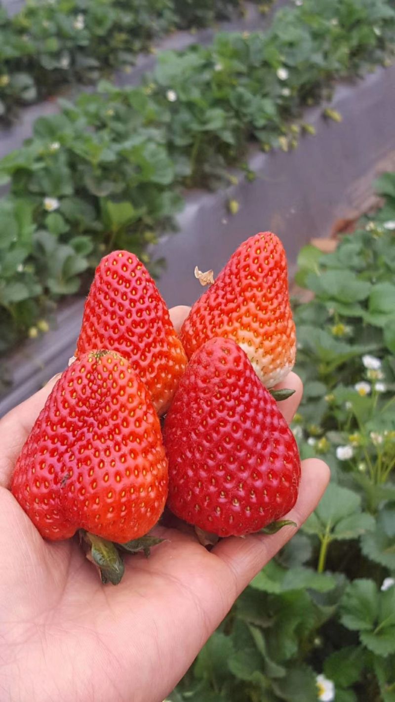 《蒙特瑞草莓》云南草莓现摘现发货源充足量大从优