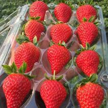 《蒙特瑞草莓》云南草莓现摘现发货源充足量大从优