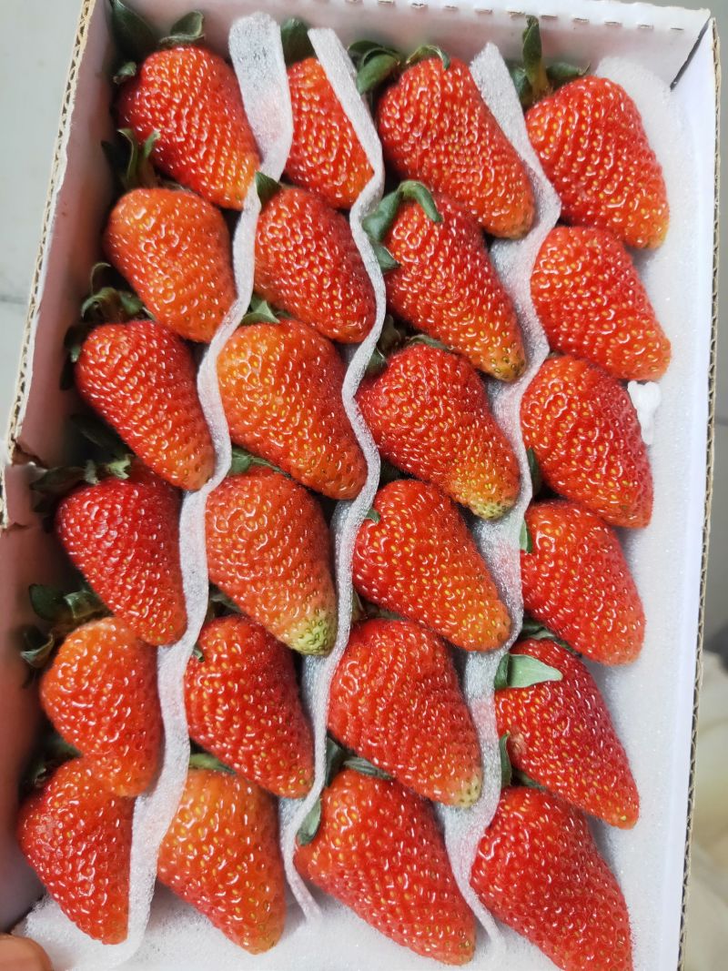 《蒙特瑞草莓》云南草莓现摘现发货源充足量大从优