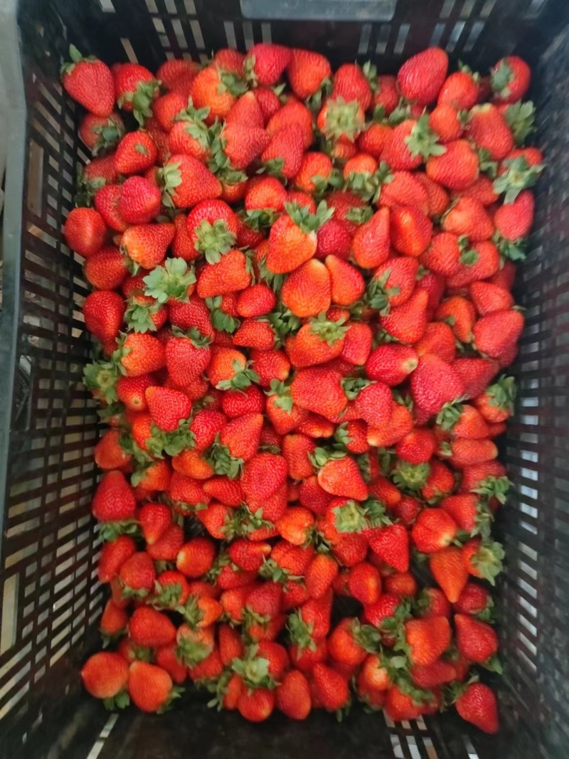 《蒙特瑞草莓》云南草莓现摘现发货源充足量大从优